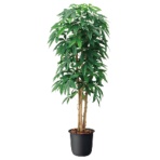 オフィスグリーン　人工植物　パキラ　高さ１６００ｍｍ　ＧＷＩＧ－ＯＴ－Ａ６２　１台