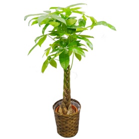 グリーンギフト　観葉植物　パキラ　８号鉢