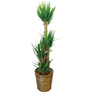 観葉植物 ユッカ 10号鉢