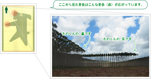 ここから見た景色はこんな景色（森）が広がっています。