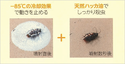 -85℃の冷却効果でゴキブリの動きを止める 天然ハッカ油でしっかり殺虫