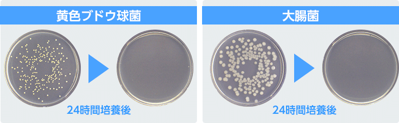 黄色ブドウ球菌と大腸菌の24時間培養後イメージ