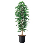 オフィスグリーン　人工植物　ベンジャミン　高さ１８００ｍｍ　ＧＷＩＧ－ＯＴ－Ａ６１　１台