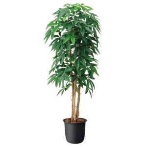 オフィスグリーン　人工植物　パキラ　高さ１６００ｍｍ　ＧＷＩＧ－ＯＴ－Ａ６２　１台1