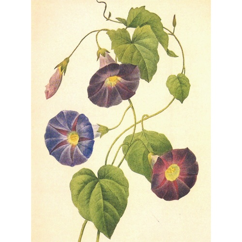 河出書房新社　大人の塗り絵　美しい花編　１冊3