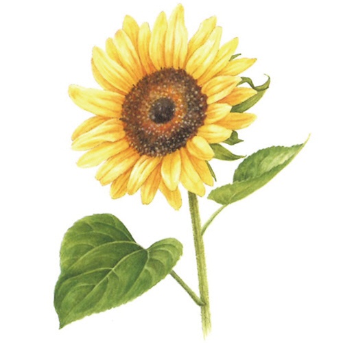 河出書房新社　やさしい大人の塗り絵　きれいな花編　１冊2