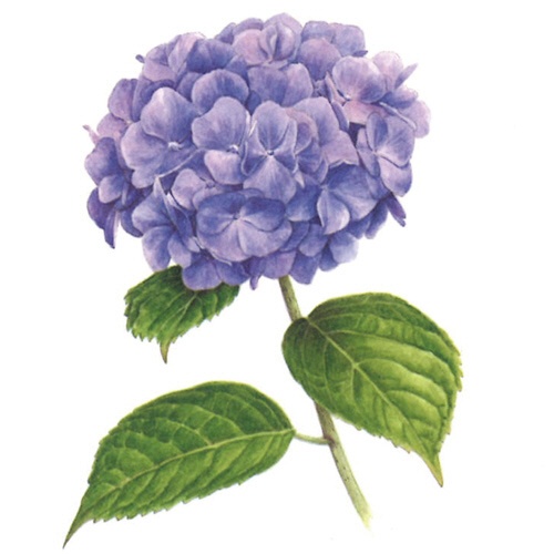 河出書房新社　やさしい大人の塗り絵　きれいな花編　１冊3