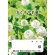 ダイオーミウラ　お薬手帳（薄型）　１６ページ　クローバー　１パック（１００冊）1