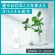 アース製薬　洗口液　ダモン　リラックスミント　１２ｍＬ／本　１パック（５本）9