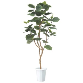 ライオン事務器　人工植物（光触媒）　ウンベラータ　高さ１８００ｍｍ　ＡＬＵ－００２　１台