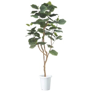 ライオン事務器　人工植物（光触媒）　ウンベラータ　高さ１８００ｍｍ　ＡＬＵ－００２　１台1