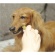 ライオン　ＰＥＴＫＩＳＳ　ワンちゃんの超歯みがきおやつ　チーズササミサンド　１００ｇ　１パック8