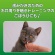 ライオン　ＰＥＴＫＩＳＳ　ネコちゃんの歯みがきおやつ　にぼし　１２ｇ　１パック6
