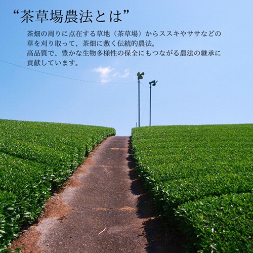 ＵＣＣ　ＤＲＩＰ　ＰＯＤ（ドリップポッド）　深蒸し静岡煎茶　１箱（１２杯）4