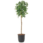 オフィスグリーン　人工植物　レモンツリー　高さ１８００ｍｍ　ＧＷＩＧ－ＯＴ－Ａ０４３　１台