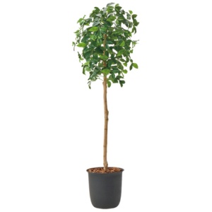 オフィスグリーン　人工植物　レモンツリー　高さ１８００ｍｍ　ＧＷＩＧ－ＯＴ－Ａ０４３　１台1