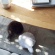 ユカイ工学　Ｐｅｔｉｔ　Ｑｏｏｂｏ　ブラン（白）　ＹＥ－ＰＱ００１Ｂ　１個3