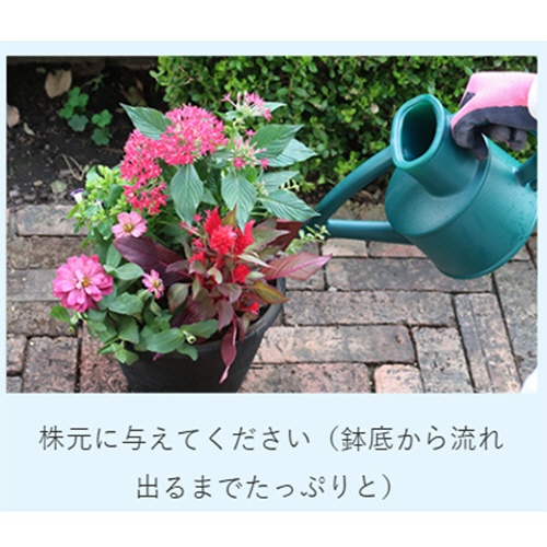 ＫＩＮＣＨＯ園芸　花工場原液　６００ｍｌ　１本6