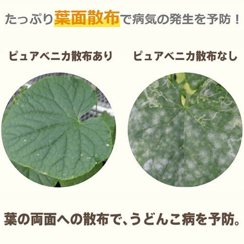ＫＩＮＣＨＯ園芸　お酢から生まれたピュアベニカ　１０００ｍｌ　１本5