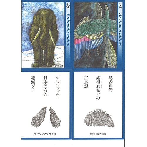 奥野かるた店　進化のかるた　１セット4
