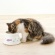 リッチェル　こぼれにくい脚付キャットディッシュ　ＳＳ　ホワイト　１個2