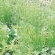 アイリスオーヤマ　速効除草剤　２Ｌ　ＳＪＳ－２ＬＲ　１本2