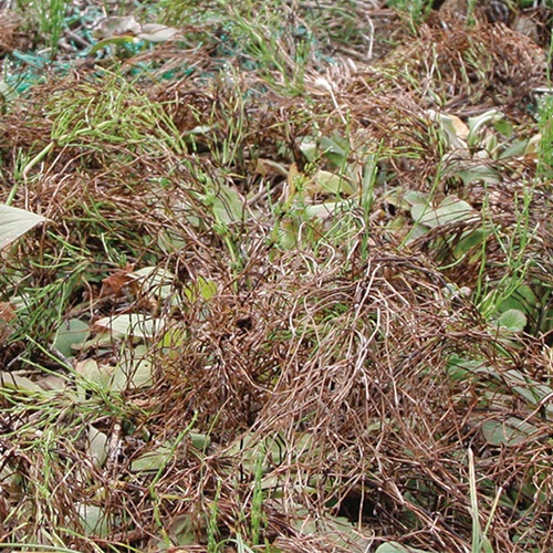 アイリスオーヤマ　速効除草剤　２Ｌ　ＳＪＳ－２ＬＲ　１本3