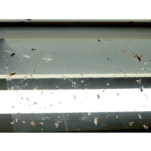 大協技研工業　ＩＶＹ　透明捕虫テープ　＜影丸くん＞　１００×３００ｍｍ　透明　ＩＶＹ９８５０　１パック（１０枚）6
