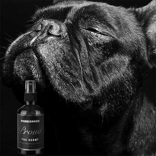 アントレックス　ＰＲＩＤＥ＋ＧＲＯＯＭ　ペットセント　１２０ｍｌ　１本2