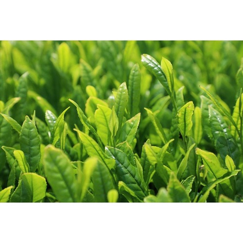 ハラダ製茶　やぶ北ブレンド　徳用水出しティーバッグ　緑茶　１セット（９６バッグ：３２バッグ×３袋）2