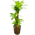 グリーンギフト　観葉植物　幸福の木　８号鉢　１セット