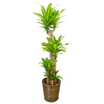 グリーンギフト　観葉植物　幸福の木　１０号鉢　１セット