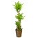 グリーンギフト　観葉植物　幸福の木　１０号鉢　１セット1