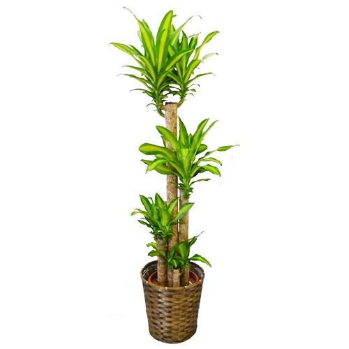 グリーンギフト　観葉植物　幸福の木　１０号鉢　１セット1