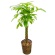 グリーンギフト　観葉植物　パキラ　８号鉢　１セット1
