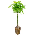 グリーンギフト　観葉植物　パキラ　１０号鉢　１セット