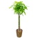 グリーンギフト　観葉植物　パキラ　１０号鉢　１セット1