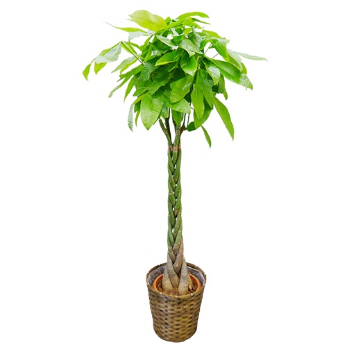 グリーンギフト　観葉植物　パキラ　１０号鉢　１セット1