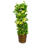 グリーンギフト　観葉植物　ポトス　８号鉢　１セット
