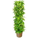 グリーンギフト　観葉植物　ポトス　１０号鉢　１セット