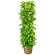 グリーンギフト　観葉植物　ポトス　１０号鉢　１セット1