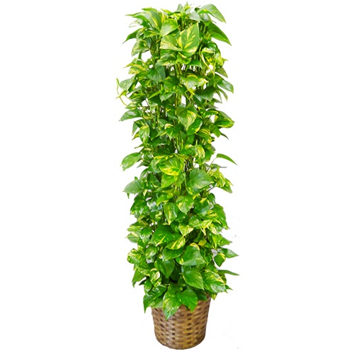 グリーンギフト　観葉植物　ポトス　１０号鉢　１セット1