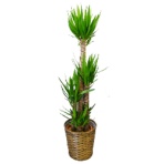 グリーンギフト　観葉植物　ユッカ　８号鉢　１セット