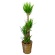 グリーンギフト　観葉植物　ユッカ　８号鉢　１セット1