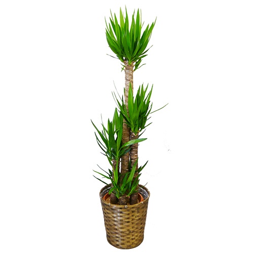 グリーンギフト　観葉植物　ユッカ　８号鉢　１セット1