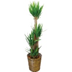 グリーンギフト　観葉植物　ユッカ　１０号鉢　１セット