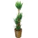 グリーンギフト　観葉植物　ユッカ　１０号鉢　１セット1