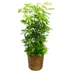 グリーンギフト　観葉植物　カポック　８号鉢　１セット