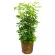 グリーンギフト　観葉植物　カポック　８号鉢　１セット1