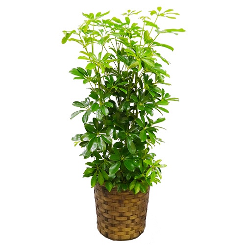 グリーンギフト　観葉植物　カポック　８号鉢　１セット1